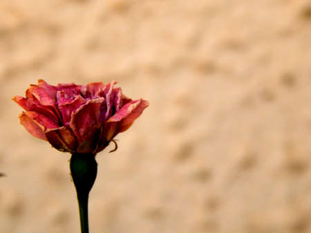 Red rose in the gardenの写真素材