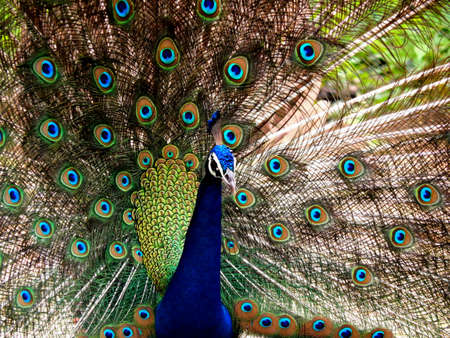 Indian peafowl dancing closeup clicksの写真素材