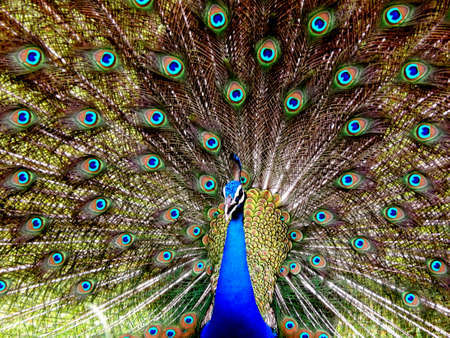 Indian peafowl dancing closeup clicksの写真素材