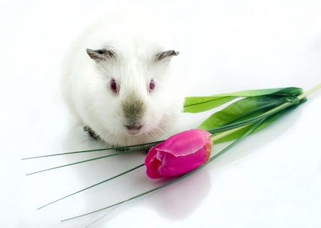 Guinea pig near tulip の写真素材