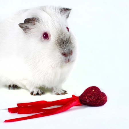 Pig guinea in white backgroundの写真素材