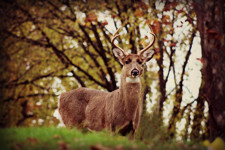 Wild Buck in the forestの写真素材