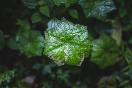 Strange Leaf from Ecuadorの写真素材
