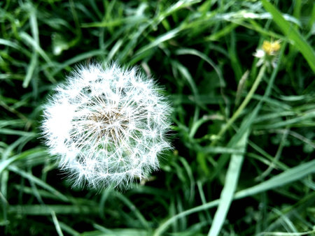 Blow lion's tooth