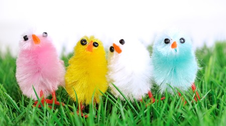 four colorful chicks against green backgroundの写真素材