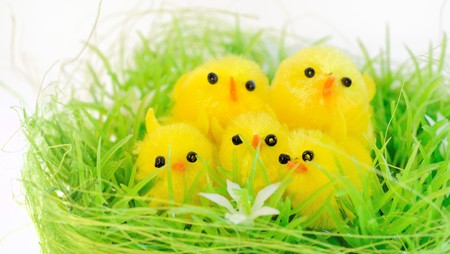 cute chicks family in its nestの写真素材