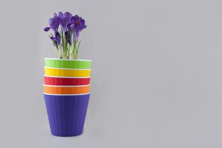 Stack of colorful plastic flowerpots and purple crocus in green pot on bright background. Space for textの写真素材