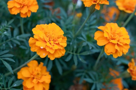 beautiful orange tagetes marigolds flowers between green leaves outdoorsの写真素材