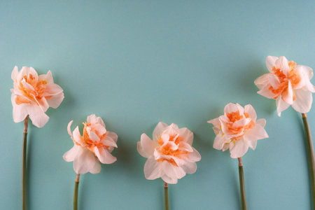Tender Fresh spring beautiful narcissus border on blue background. Mother's day greeting card concept, copy space for text. high quality photoの写真素材