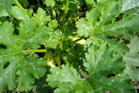 Bright green zucchini plant leaves in the stage of flowering and growth in the organic garden. Farming and gardening close up. Top view on leaf on summer sunny day. High quality photoの写真素材