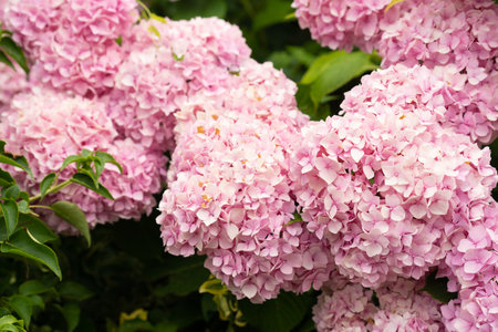 Beautiful pink hortensia flowers blooming in summer garden.Hydrangea blossom bush closeup. Nature...