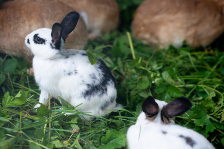 Small adorable rabbits, white, black baby fluffy rabbits sitting and eating green grass. Several bunny, rabbits in rabbit hutch on eco farm. Selective focus . High quality photoの写真素材