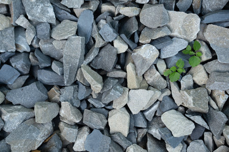 Top view on different grey stones, small granite pebbles, variety of garden natural rock and green leaves among them. Textured background. High quality photoの写真素材