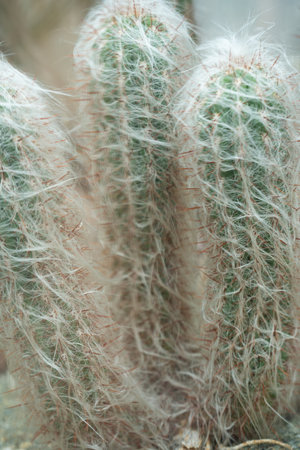 Three vibrant cacti adorned with fine, hair-like spines thrive in a bright indoor setting, showcasing their unique textures and shapes amidst a light background.の写真素材