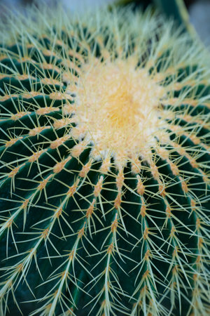 This vibrant golden barrel cactus displays its unique texture and structure, featuring sharp spines radiating from a bright yellow center under sunlight. High quality photoの写真素材
