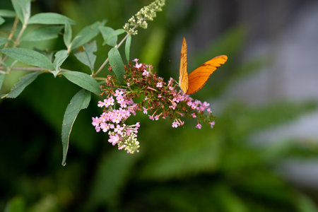 A vibrant orange butterfly is delicately perched on clusters of pink flowers, gathering nectar in a green garden. The setting is bright and serene under clear daylight.の写真素材