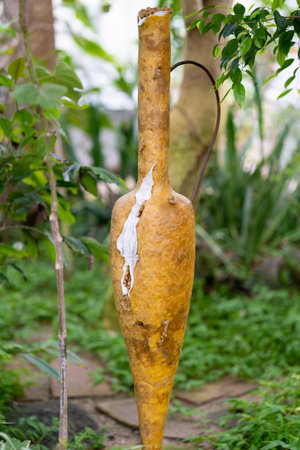 Interesting plant in shape of jug with pink petal inside. Unique orange fruit nestled among lush...