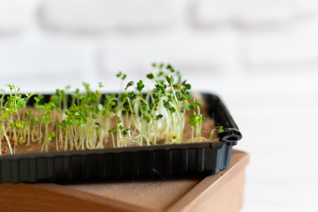 Microgreen sprouts growing in kitchen in black plastic tray on white wall background. Healthy and...