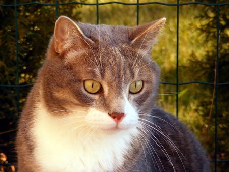 Close up of gray cat with white neck の写真素材