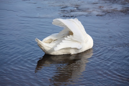 white swan hiding his head under the wing and his reflectionの写真素材