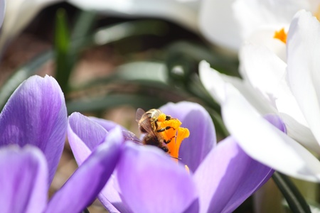 Wasp on violet flowerの写真素材
