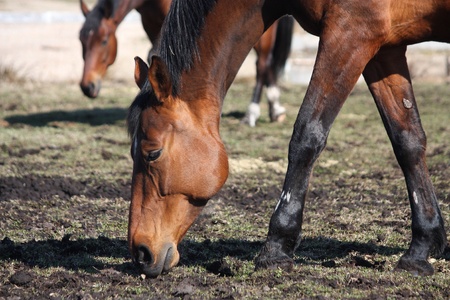 Brown horse eating young grassの写真素材