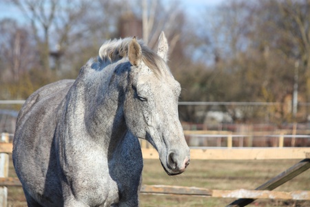 Gray horse portraitの写真素材