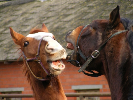 Two brown horses fightingの写真素材