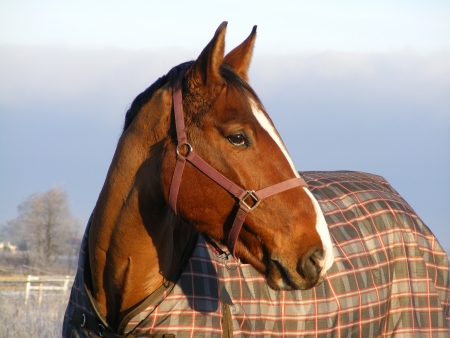 Bay horse in coat in winterの写真素材