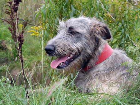 Irish wolfhound resting in the fieldの写真素材