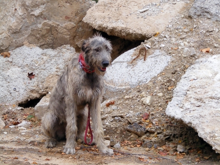 Irish wolfhound sitting near the cliff