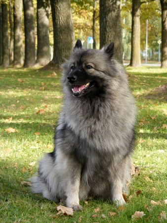 Happy keeshond sitting in the park in autumnの写真素材