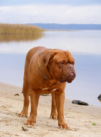 French mastiff standing at the lake coastの写真素材