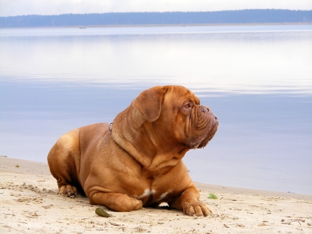 Sad chestnut french mastiff resting on the lake coastの写真素材