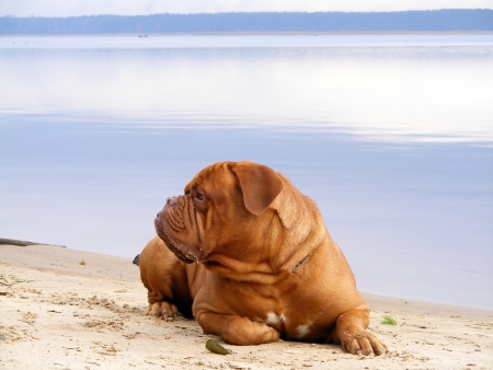 Sad chestnut french mastiff resting on the lake coastの写真素材