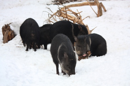 Group of black collared peccary in winter