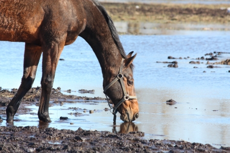 Brown horse drinking water from the puddleの写真素材