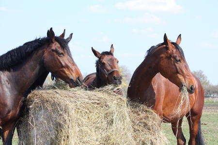 Horse herd eating dry hayの写真素材