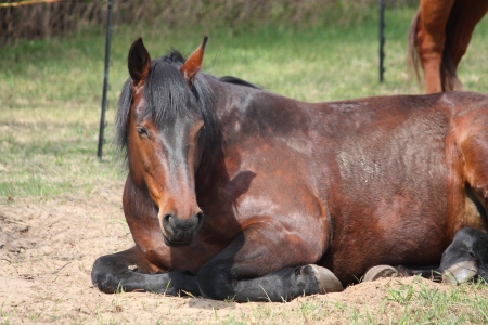 Cute brown horse sleeping on the groundの写真素材