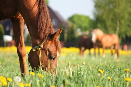 Chestnut horse eating grass at the field with yellow flowersの写真素材