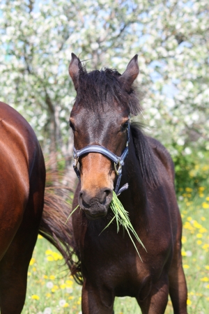 Dark brown 4 month old foal eating grassの写真素材