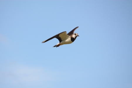 Northern Lapwing (also called Peewit and Green Plover) flying in the skyの写真素材