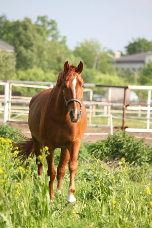 Chestnut horse portrait at the field with yellow flowersの写真素材