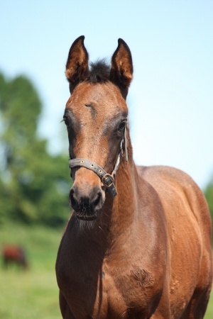 Young brown latvian breed foal portrait in summerの写真素材