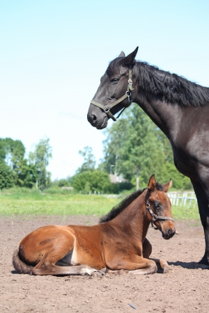 Brown foal resting on the ground with his mother watching over himの写真素材