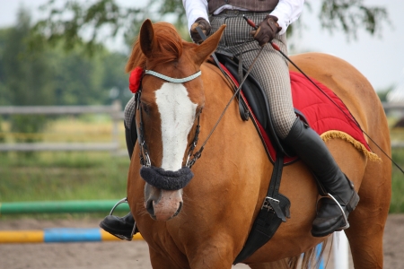 Beautiful golden chestnut horse portrait with red flower on bridleの写真素材