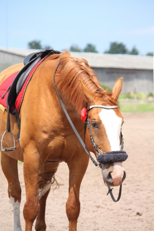 Beautiful golden chestnut horse portrait with red flower on bridleの写真素材