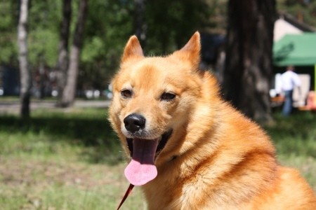 Smiling chestnut dog portrait in summerの写真素材