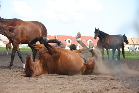 Brown horse lying on the ground at the field in rural areaの写真素材