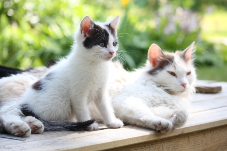 Adorable kitten resting with his mother in the gardenの写真素材